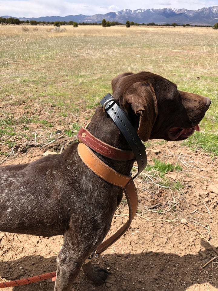 Premium Leather Dog Collar with Custom Name Plate used during a German Shorthaired Pointer training session. Ideal for professional bird dog training and upland hunting dogs retrieving game. Perfect gear for puppy training courses demonstration.