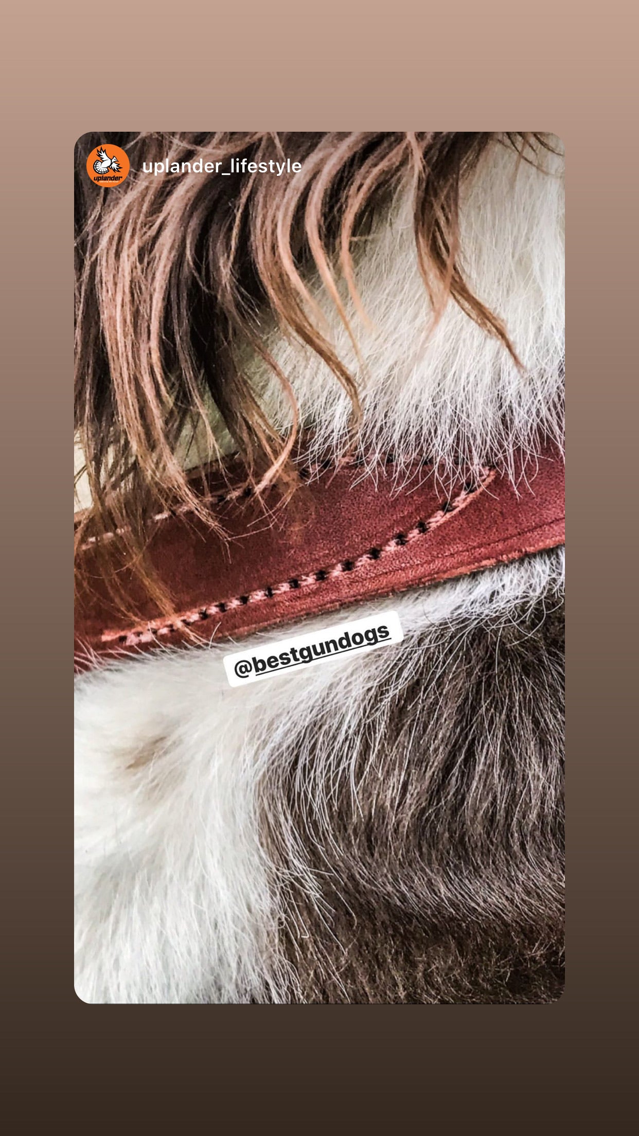 English Bridle Leather Dog Collar